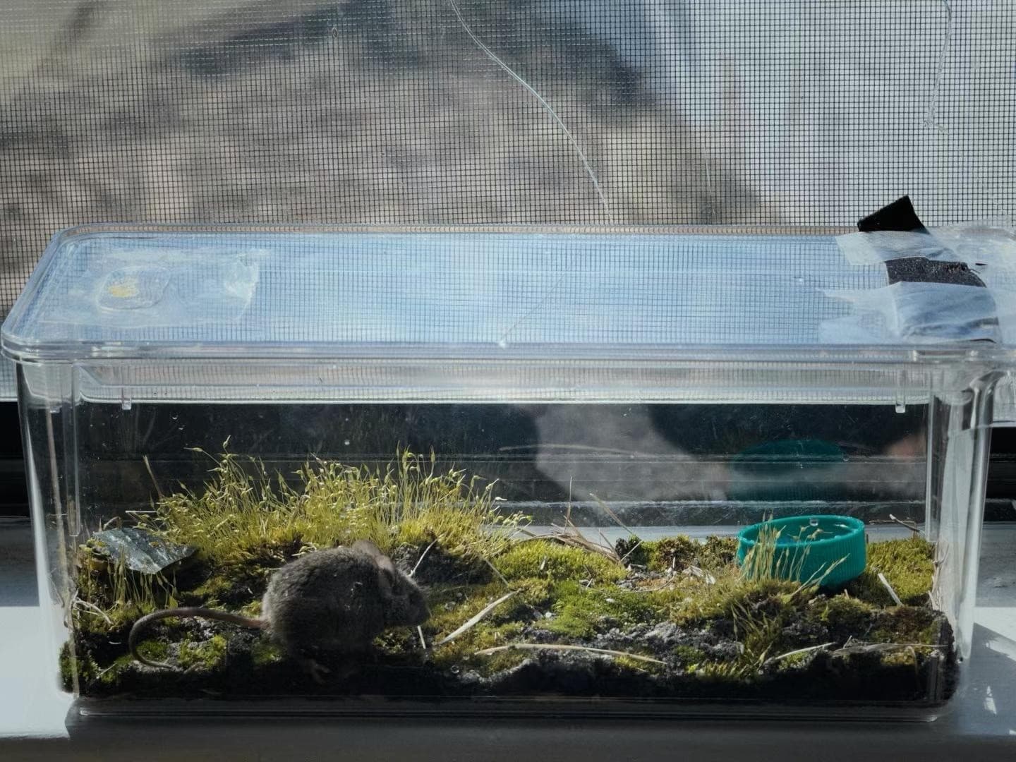 A small mouse inside a clear plastic terrarium with moss, near a window screen