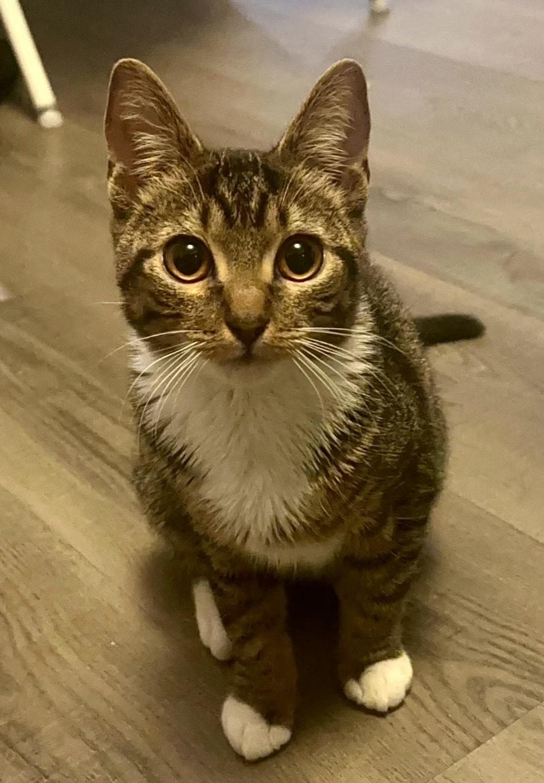 A tabby cat with white belly, looking up at the camera